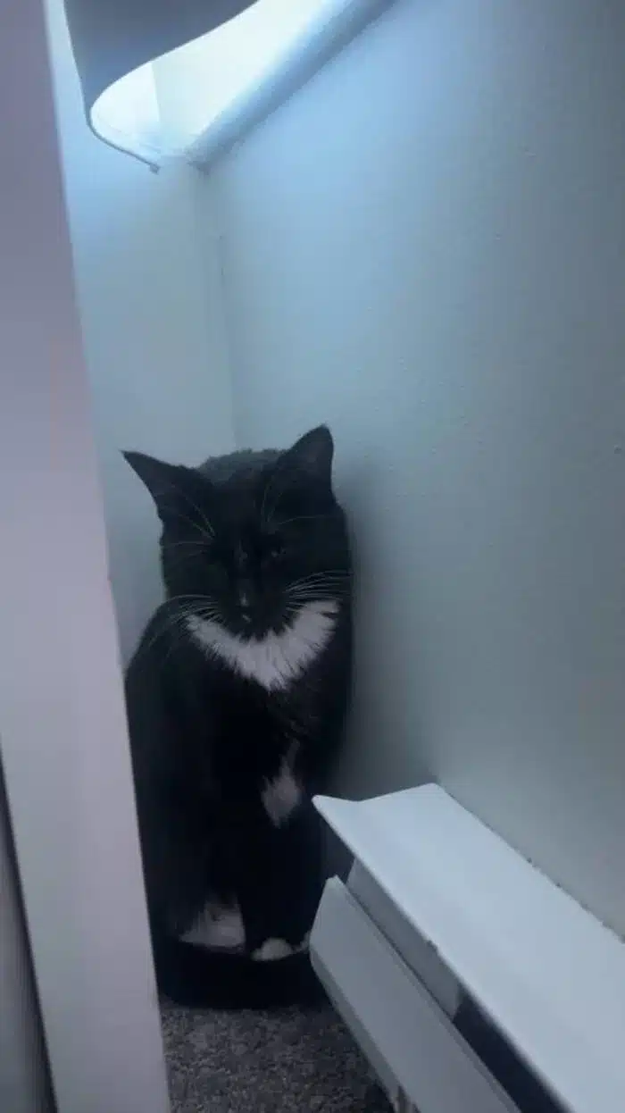 lost cat in South Hadley