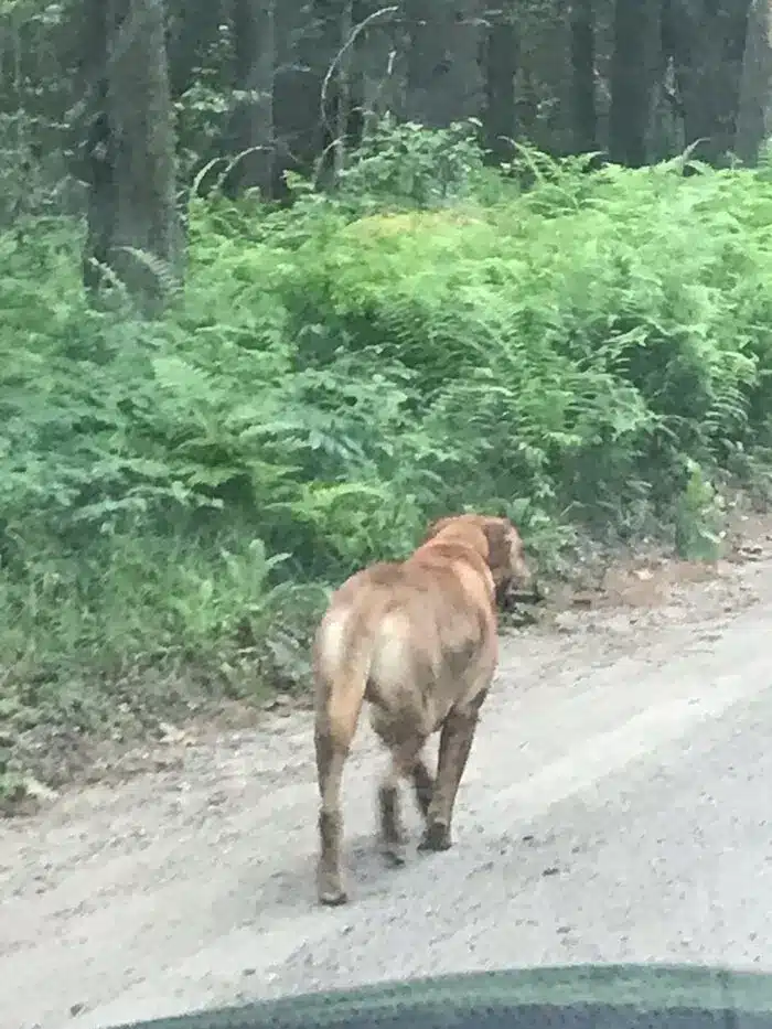lost dog in Shutesbury Leverett