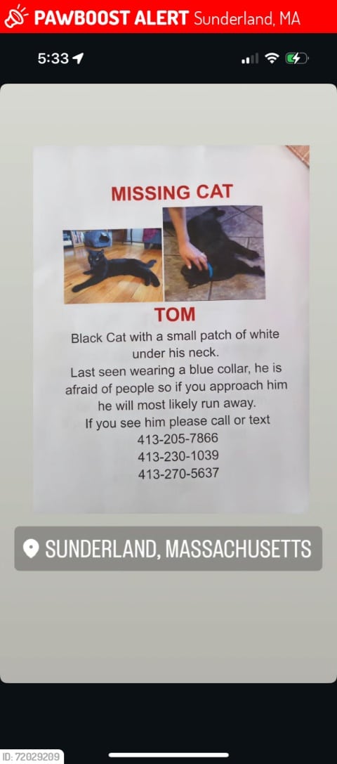 missing black cat Sunderland MA