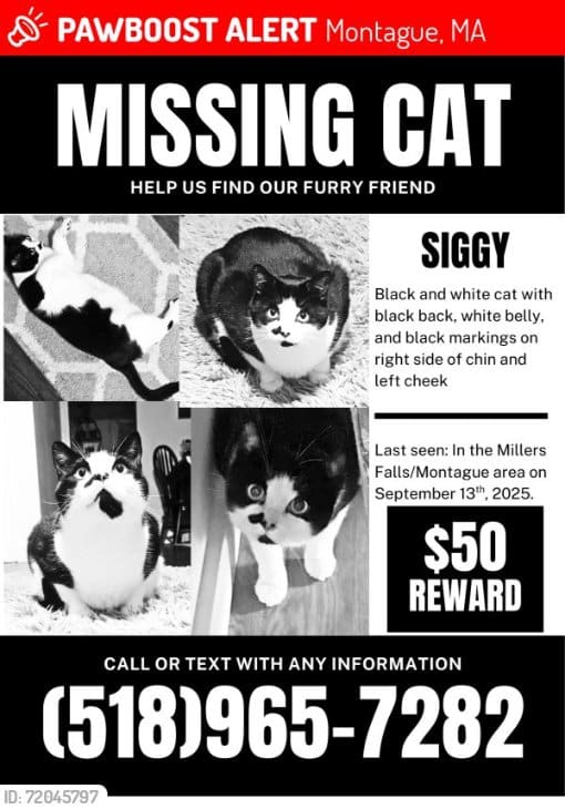 missing cat Montague September 2025