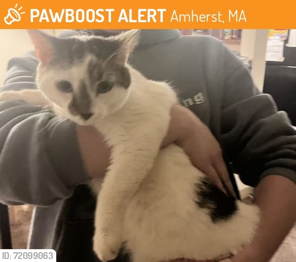 Found cat Amherst September 2025