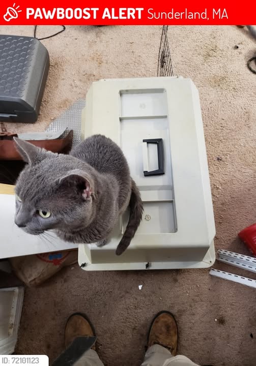 Lost cat Bucky Kat Sunderland MA 2025