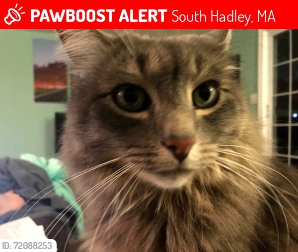 Lost cat South Hadley 2025