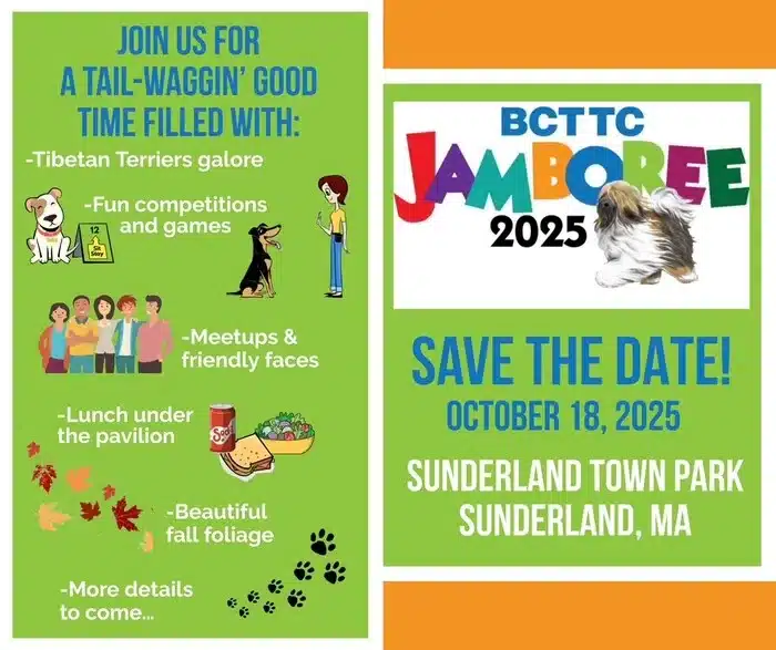 Tibetan Terrier Jamboree in Sunderland