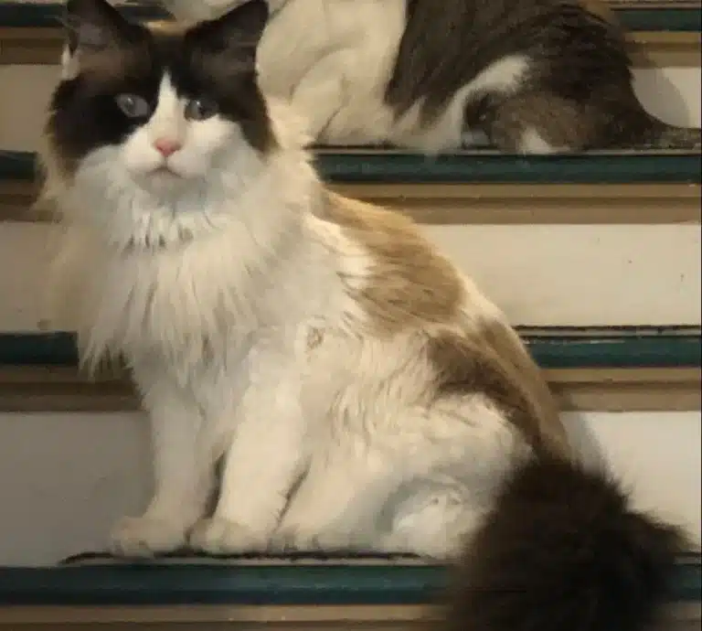 lost cat Belchertown Rosie 2025