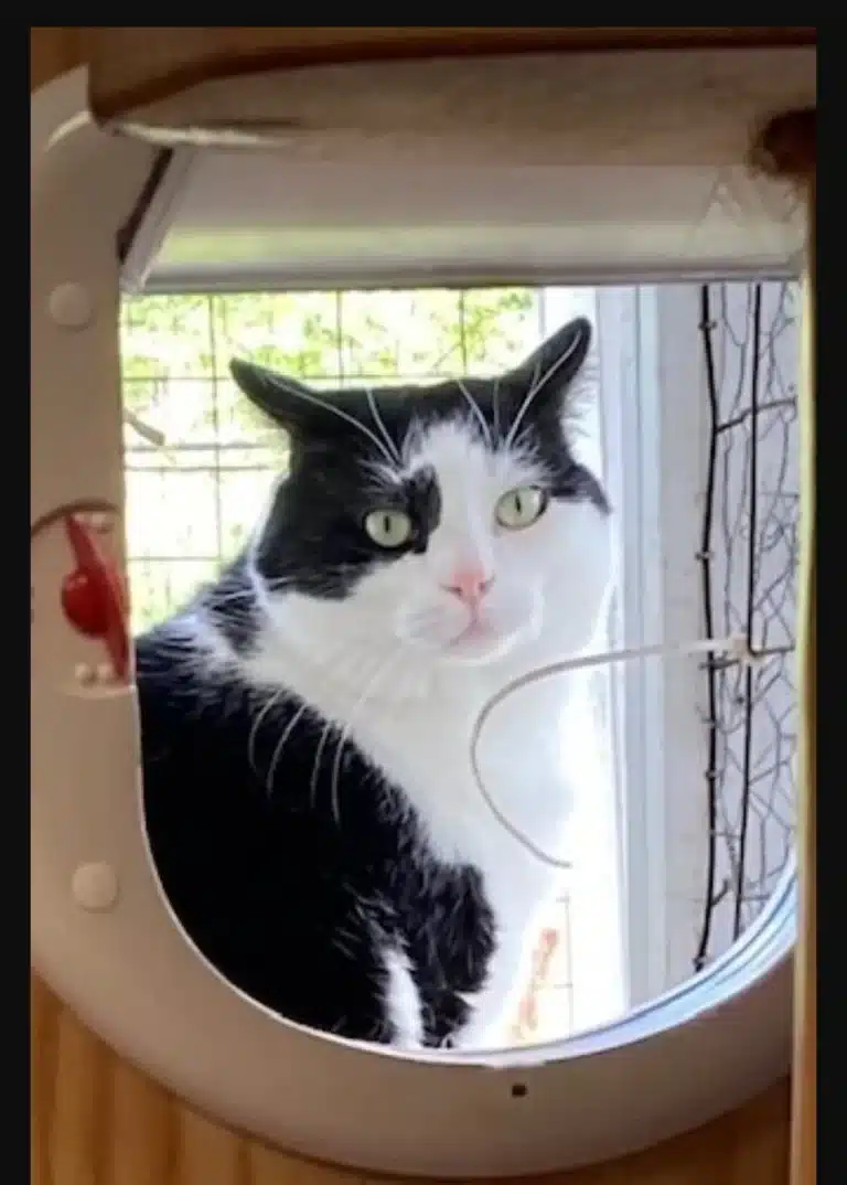 missing cat Patrick Belchertown MA