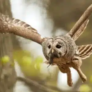 rodenticide dangers wildlife at Hitchcock