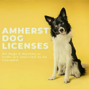 Amherst dog license renewal 2026
