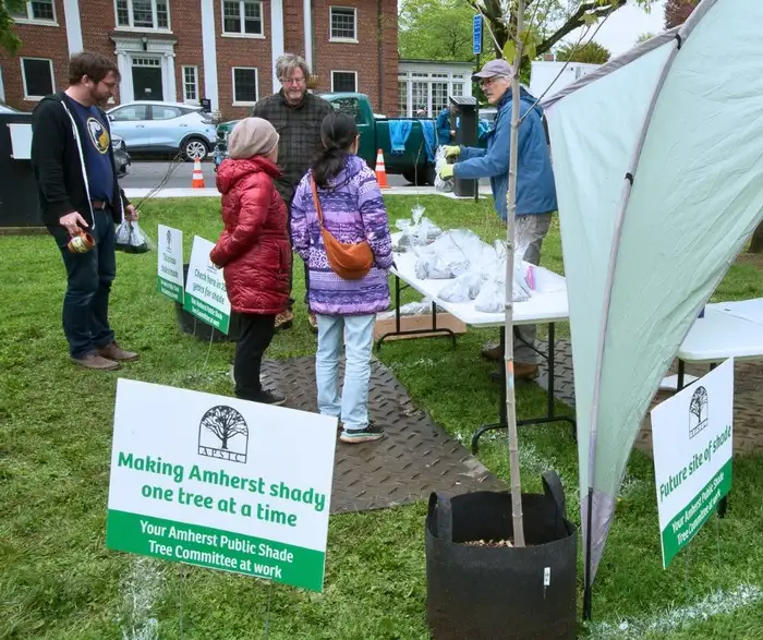 Second Saturday tree planting Amherst