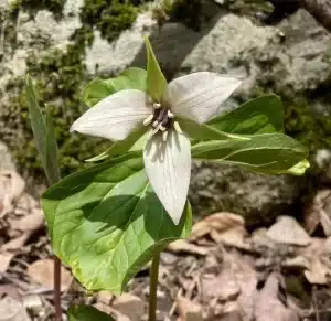 Earth Day wildflower walk Mount Toby