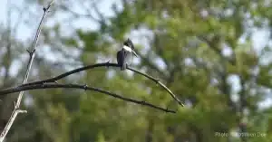 Norwottuck Rail Trail bird walk