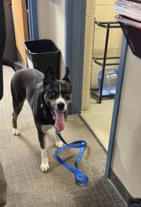 found dog Hadley with purple collar