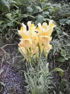 native plants history talk