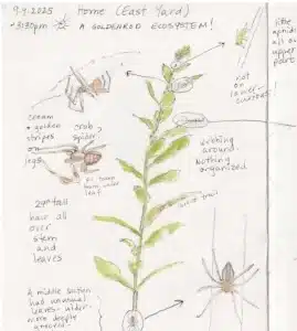 nature journaling workshop Pelham