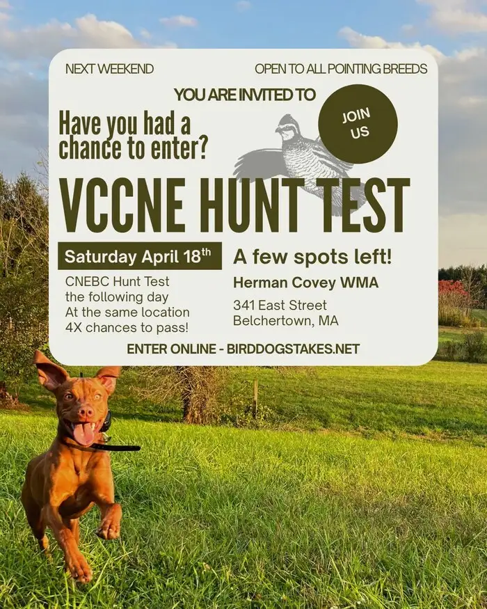 pointing breed hunt test 2026