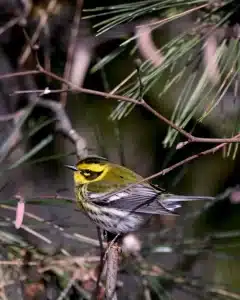 urban birding Amherst