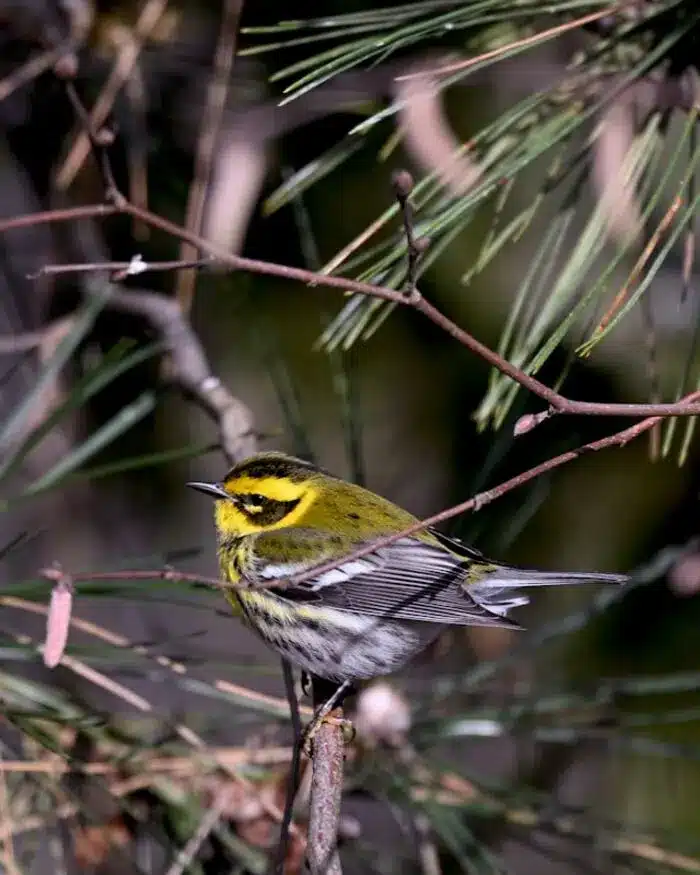 urban birding Amherst