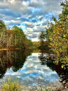 Hampshire Bird Club Field Trip: Bright Water Bog