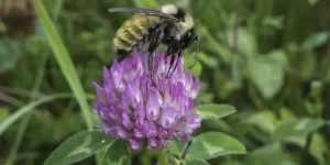Bright Water Bog pollinators walk