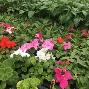Brookfield Farm seedling sale 2026