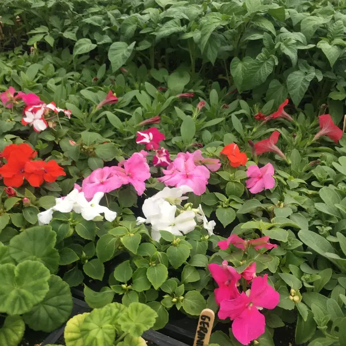 Brookfield Farm seedling sale 2026