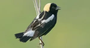 Birding for Everyone at Fort River Wildlife Refuge