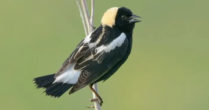 Birding for Everyone at Fort River Wildlife Refuge