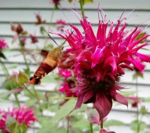 Reading Reading Pollinator Workshop at Pelham Community Garden