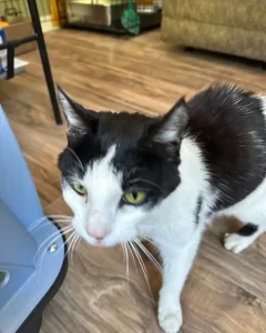 A lost black and white tuxedo cat with white paws and chest found in Belchertown