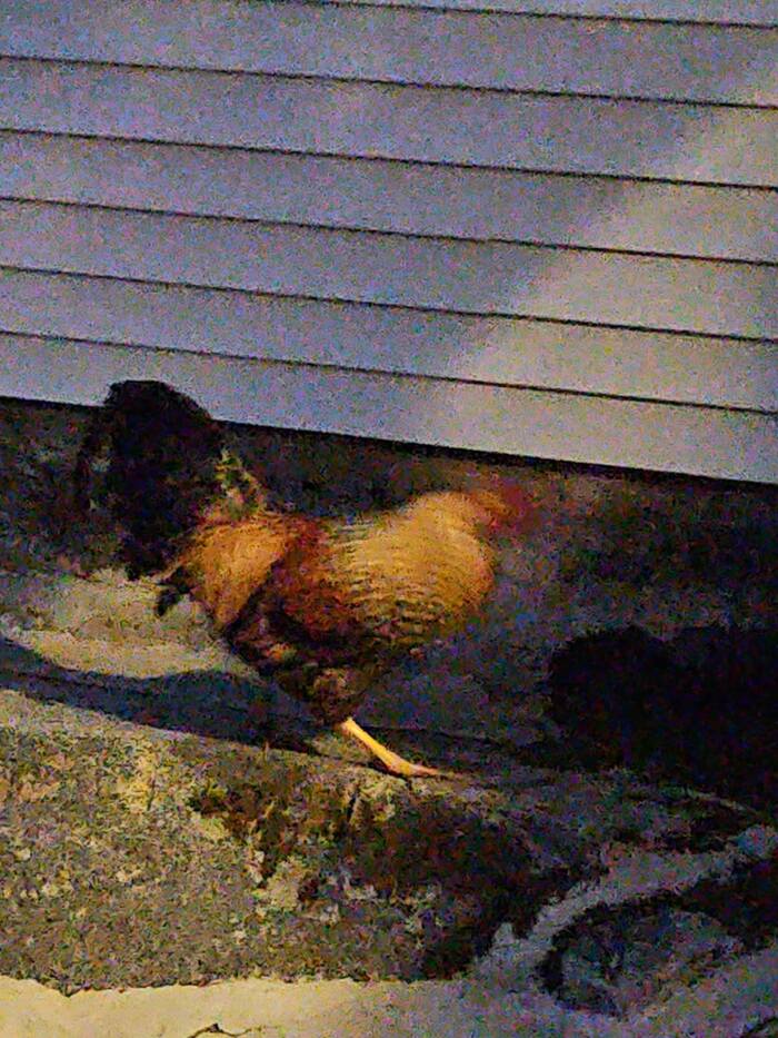 A lost red, gold, and black rooster displaying long curved tail feathers, found in Franklin Belchertown