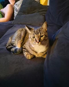 Missing Tabby Cat "Yayo" in Belchertown