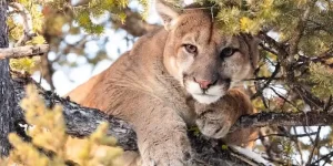 Could Mountain Lions Return to Northeast Forests? Online Talk