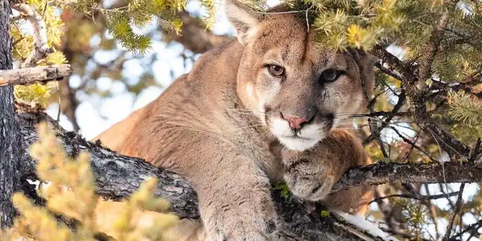 Could Mountain Lions Return to Northeast Forests? Online Talk