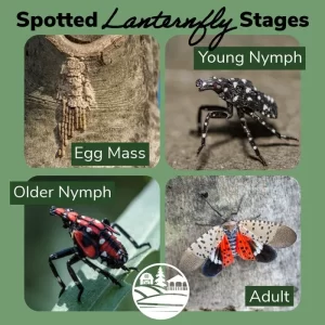 Spotted Lanternfly Egg Masses Hatching in Belchertown May 2026