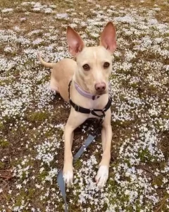 A light-colored dog with large ears, a long snout, and a golden coat, looking at the camera