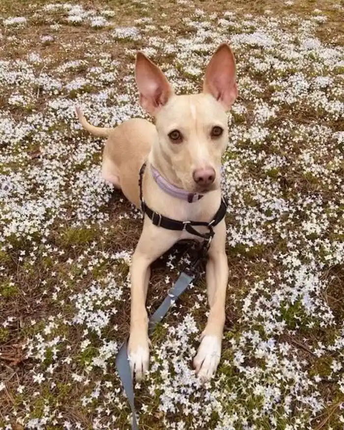 A light-colored dog with large ears, a long snout, and a golden coat, looking at the camera