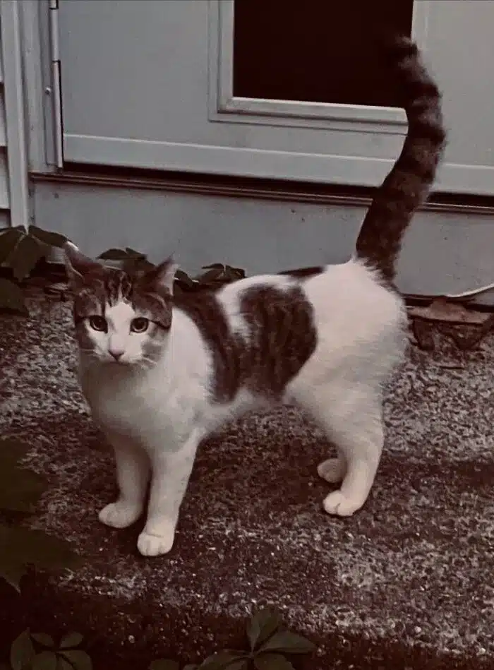 A white and tabby domestic shorthair cat