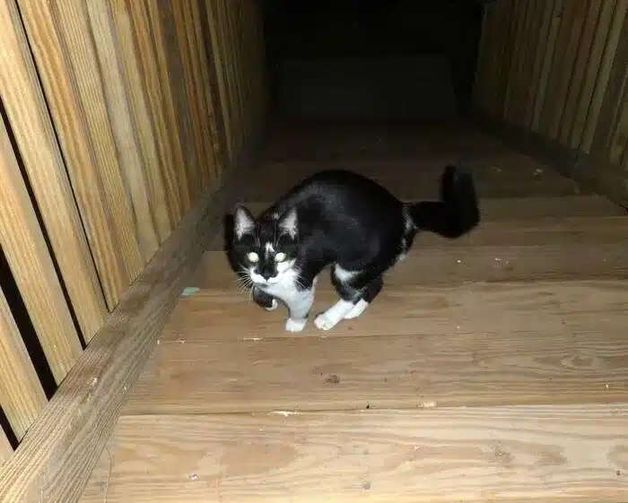 A black and white tuxedo cat with white paws and a white spot on its forehead