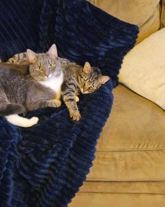 Missing Cat: Gracy – Brown/Black Tabby from Forest Road, Belchertown
