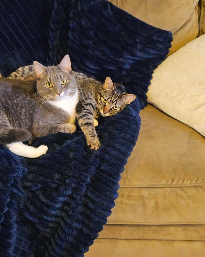 Missing Cat: Gracy – Brown/Black Tabby from Forest Road, Belchertown