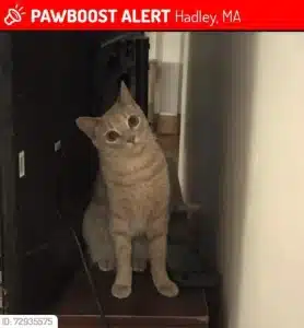 Lost Cat Alert: Gary – Light Orange Tabby Missing from Hadley