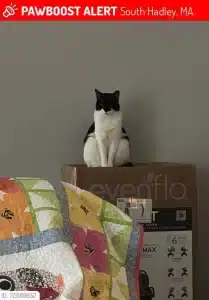 A black and white cat with a black mask-like pattern over its eyes, white chest, and white paws