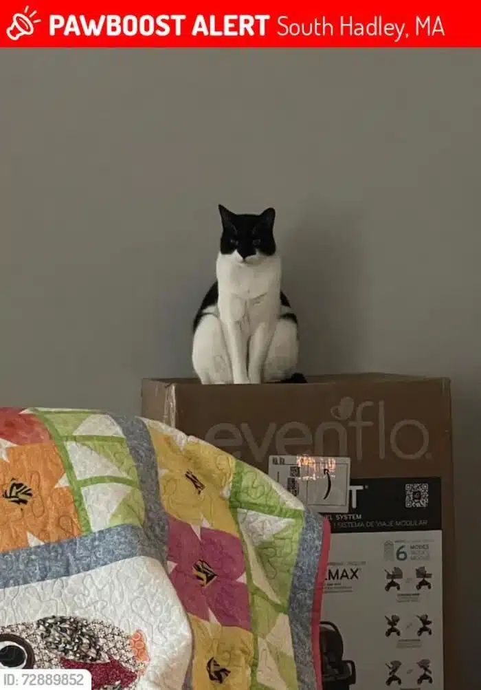 A black and white cat with a black mask-like pattern over its eyes, white chest, and white paws