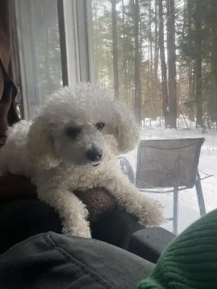 A small white fluffy Bichon Frise dog with dark eyes and a black nose