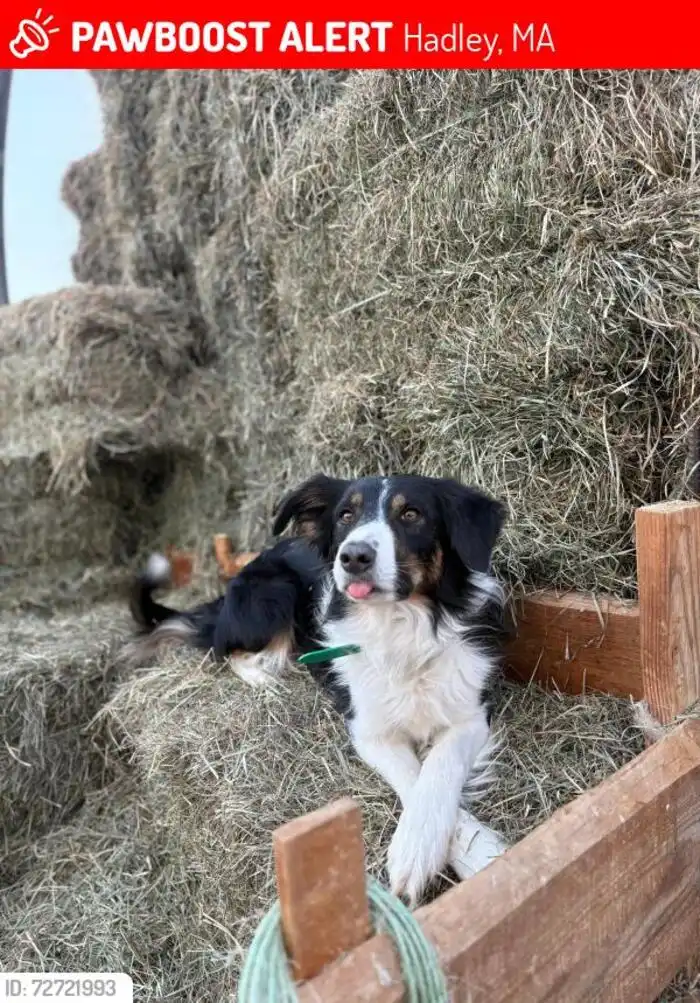 A border collie with black, white, and brown markings and a green collar