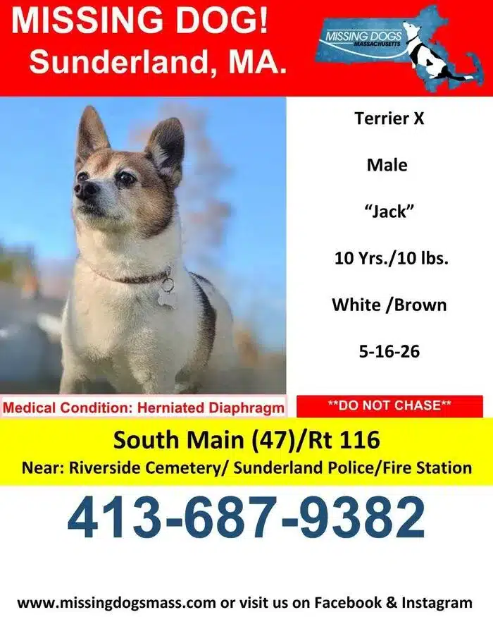 Lost Dog Alert: Jack – Jack Russell Mix Missing from Sunderland