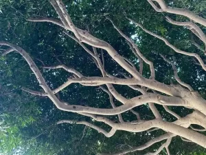 Public Shade Tree Committee Tree Care Event