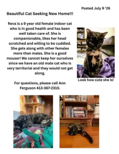Adopt Reva – Companionable Female Cat