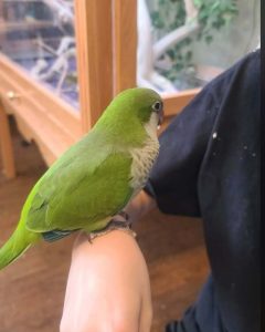 Lost Quaker Parrot "Matcha" in Ware