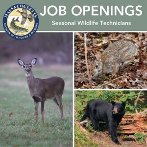 MassWildlife Hiring – Two Wildlife Technician Contracts